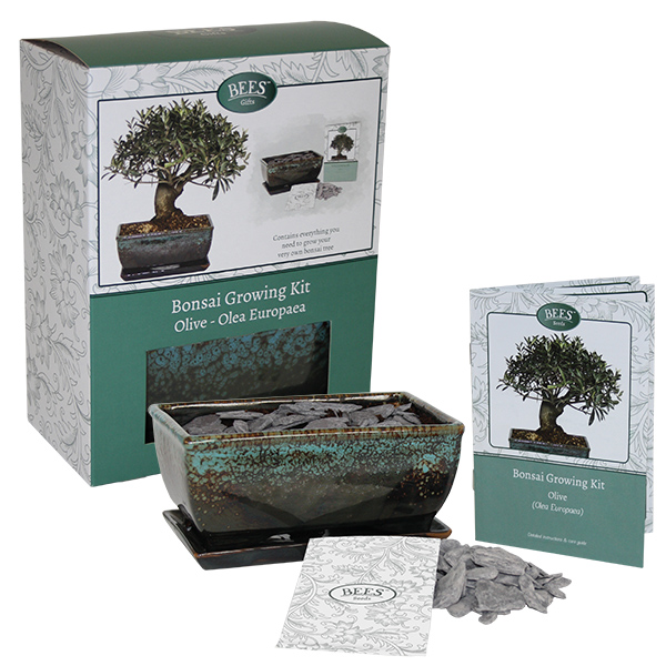 Grow Your Own Bonsai Set - Olive